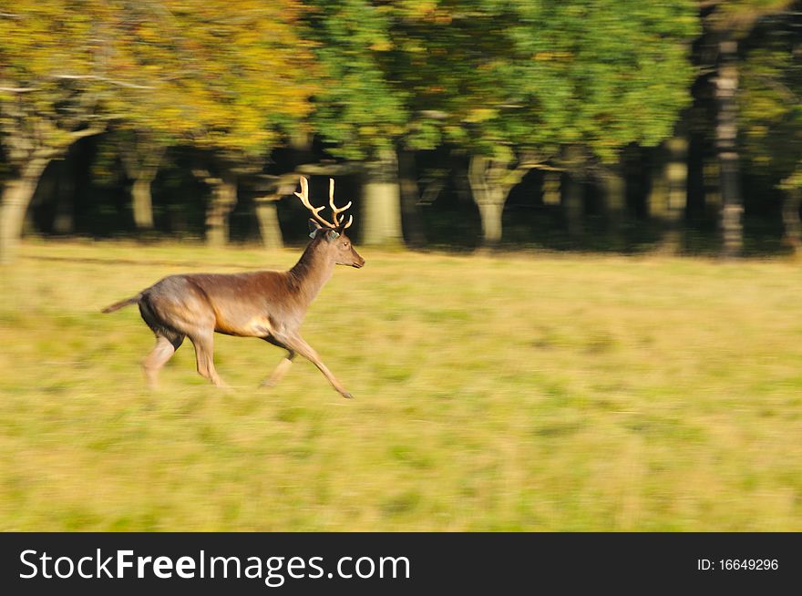 Disturbed deer running to some peaceful place