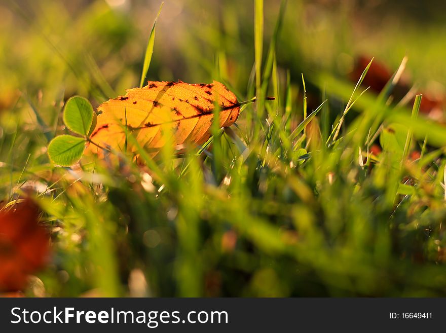 Yellow leave in grass in fall