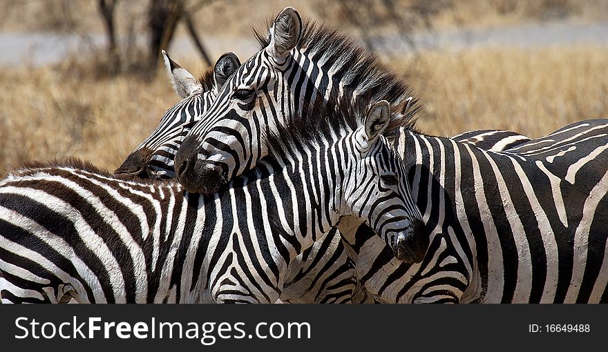 Zebra relax in serengeti park