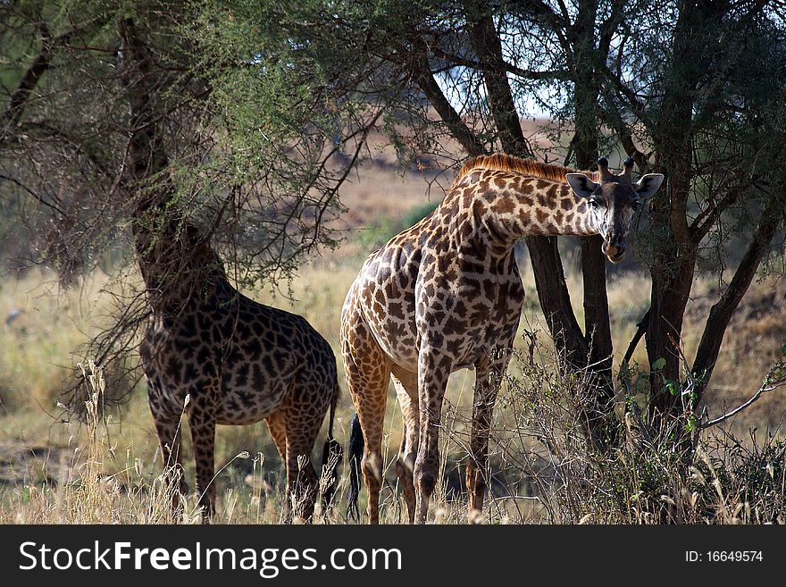 Giraffe eat in a park in tanzania