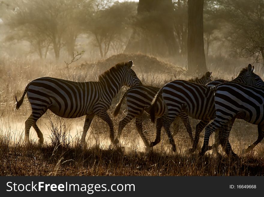 Zebra relax in serengeti park