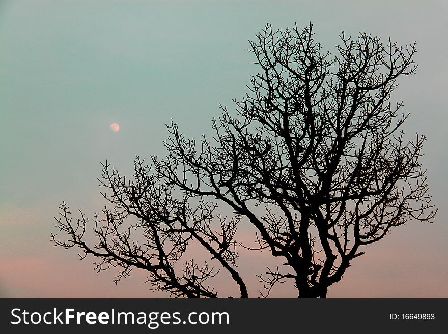 Tree against the moon at Twilight