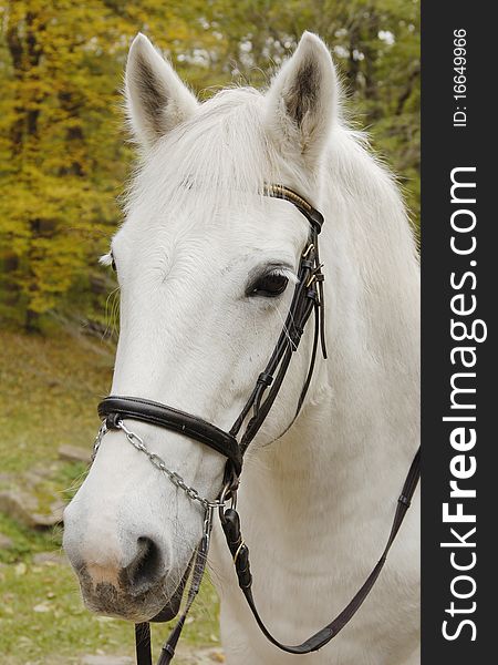 Close-up Picture Of White Horse In The Park