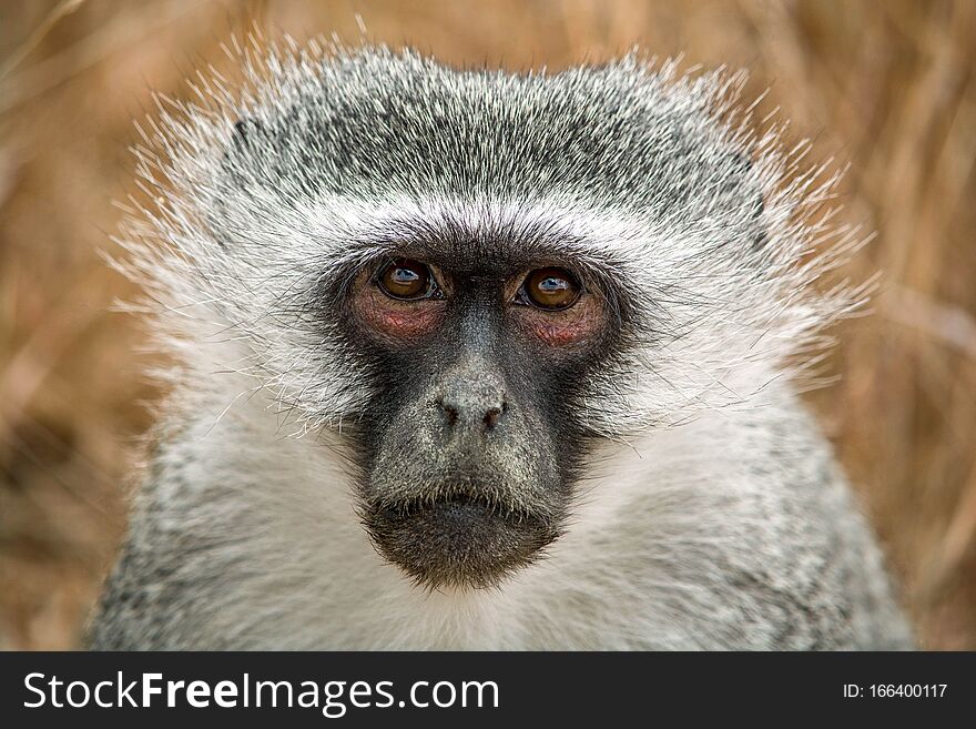 Close-up of a green monkey. The big eyes look curiously into the camera. The ape impresses with a beautiful white-grey fur and a human-like gaze. Close-up of a green monkey. The big eyes look curiously into the camera. The ape impresses with a beautiful white-grey fur and a human-like gaze.