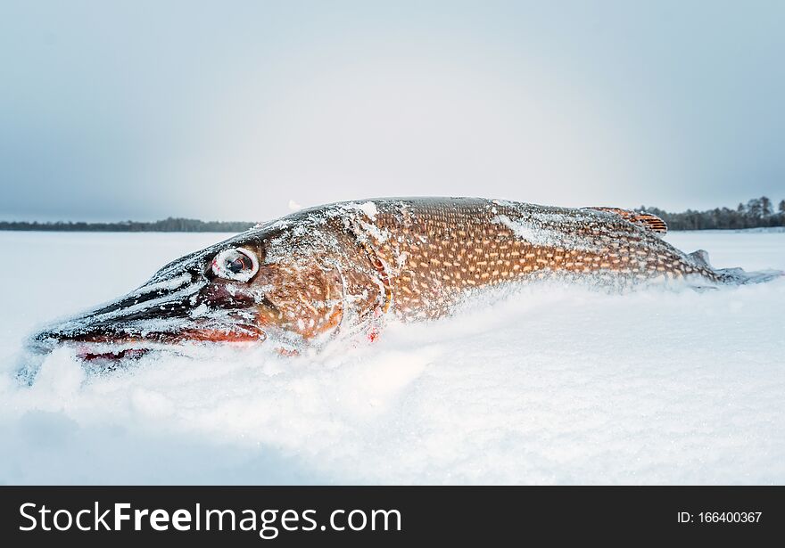 Big Fish Pike Winter Fishing