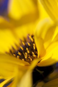 Inside A Yellow Flower Royalty Free Stock Photography Inside A Yellow Flower Royalty Free Stock Photography