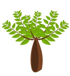 Baobab Tree Illustration Stock Images Baobab Tree Illustration Stock Images