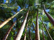 Palm Trees And Blue Sky Royalty Free Stock Photography Palm Trees And Blue Sky Royalty Free Stock Photography