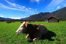 Cow At Village Stock Photo Cow At Village Stock Photo