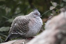 Crested Pigeon Stock Image Crested Pigeon Stock Image