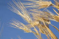 Golden Ears In The Field Royalty Free Stock Image Golden Ears In The Field Royalty Free Stock Image
