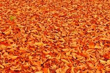 Fallen Beach Leaves Autumn Background Stock Image Fallen Beach Leaves Autumn Background Stock Image
