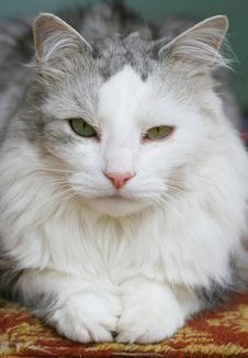 Grey Cat Royalty Free Stock Photo