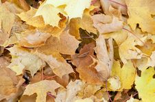 Autumn Leaves Background Royalty Free Stock Photos Autumn Leaves Background Royalty Free Stock Photos