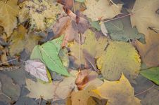 Wet Autumn Leaves Background Stock Photos Wet Autumn Leaves Background Stock Photos