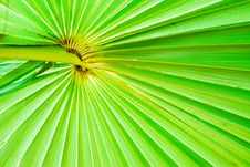 Texture Of Green Palm Leaf Background Royalty Free Stock Photos Texture Of Green Palm Leaf Background Royalty Free Stock Photos
