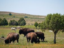 Colorado Bison Stock Image Colorado Bison Stock Image