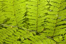 Fern Stock Image Fern Stock Image
