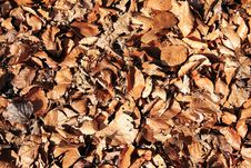 Brown Autumn Leafs Stock Photo Brown Autumn Leafs Stock Photo
