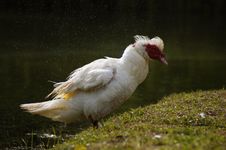 Wild Shaking Duck Royalty Free Stock Image