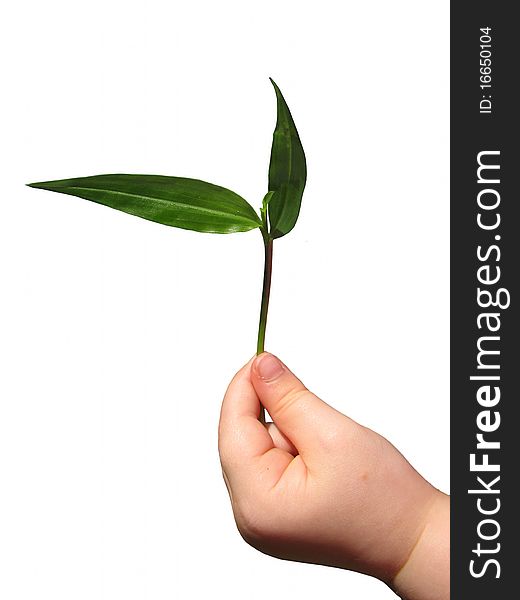 A closeup photo of a 3 year olds hand holding a young seedling, isolated on white background. A closeup photo of a 3 year olds hand holding a young seedling, isolated on white background