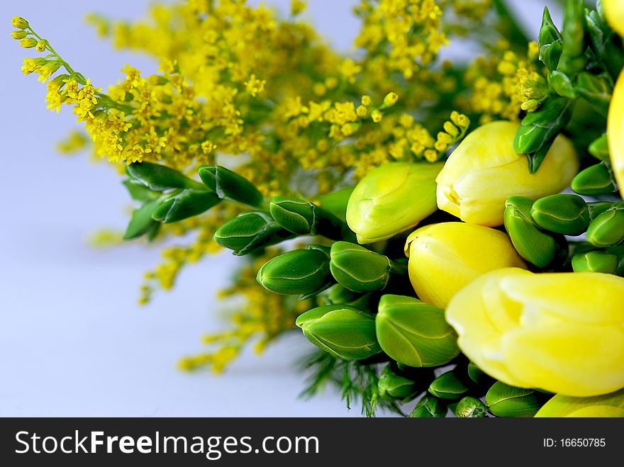 Bouquet of yellow coloured freesias. Bouquet of yellow coloured freesias