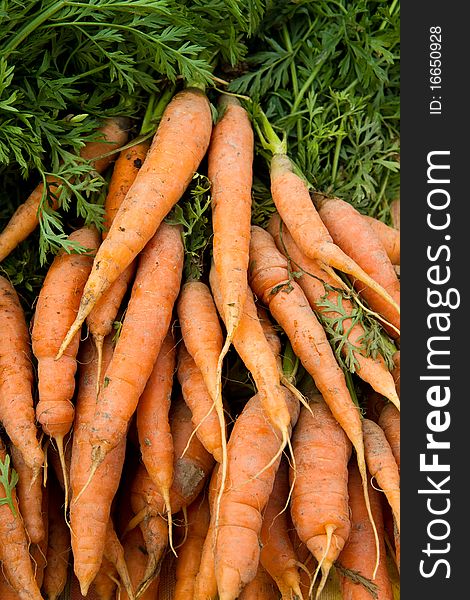 Fresh organic carrots on display at a farmer's market. Fresh organic carrots on display at a farmer's market