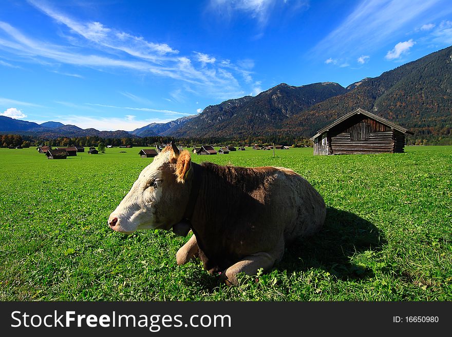 Cow living at a beautiful village at the foof of zugspitze. Cow living at a beautiful village at the foof of zugspitze