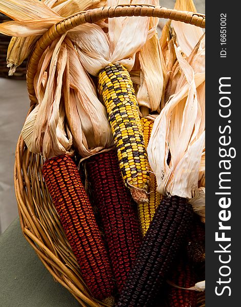 Basket of decorative Indian Corn. Basket of decorative Indian Corn
