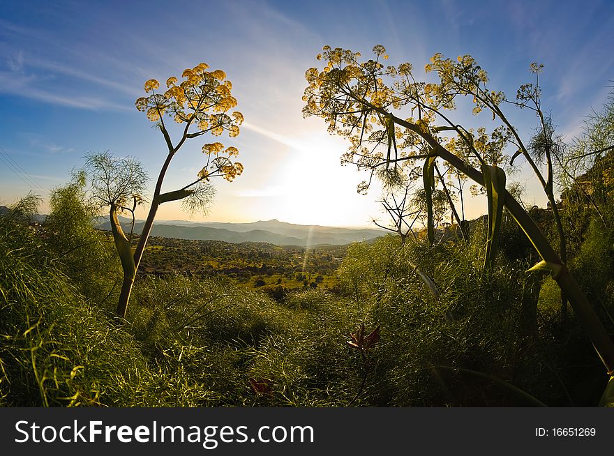 Green Fennel at sunrise, mountains on the background