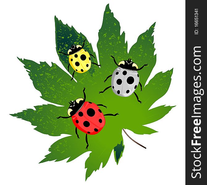 Green leaf and three ladybirds on it. A vector illustration. Green leaf and three ladybirds on it. A vector illustration