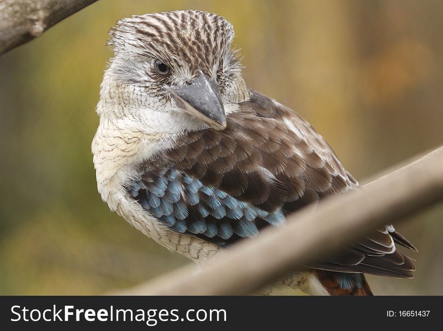 The Blue-winged Kookaburra, Dacelo leachii, is a large species of kingfisher native to northern Australia and southern New Guinea.