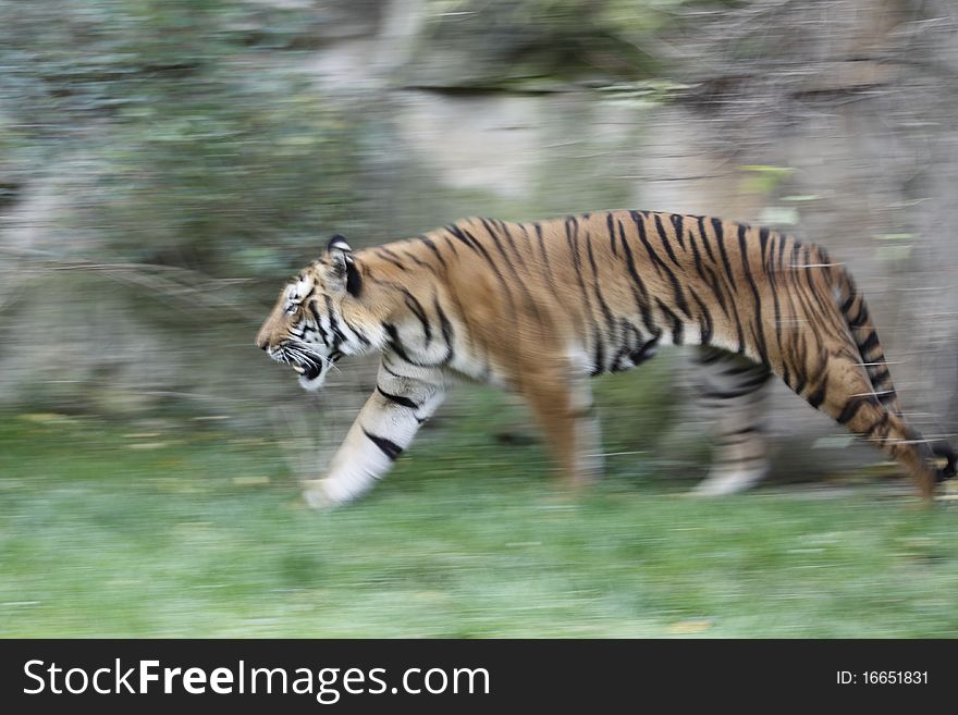 The strolling amur tiger in the grassland. The strolling amur tiger in the grassland.