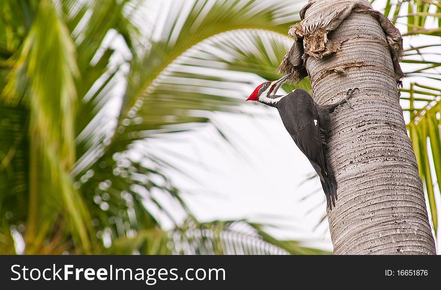 A woodpecker doing its thing on tropical trees. A woodpecker doing its thing on tropical trees