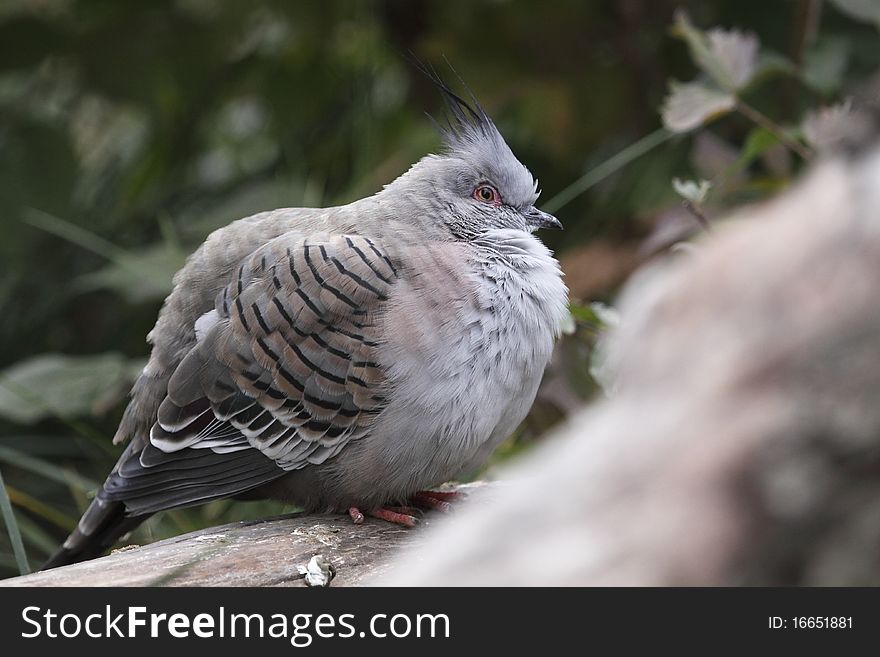 The Crested Pigeon (Ocyphaps lophotes) is a bird found widely throughout mainland Australia except for far tropical north areas.