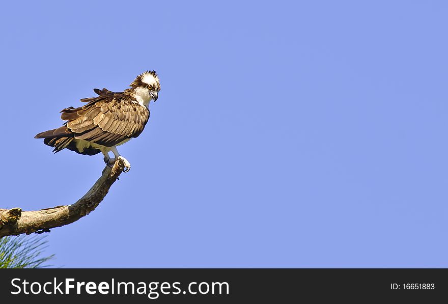 An Osprey looking for it's next food source. An Osprey looking for it's next food source