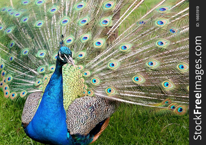 Male peacock with feathers spread on green grass