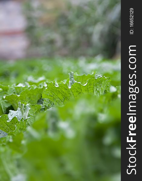 Closeup shot of Chinese cabbage in the field