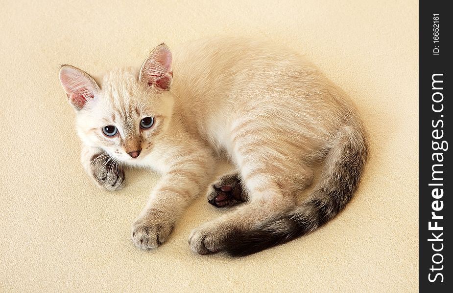Thai Kitten.