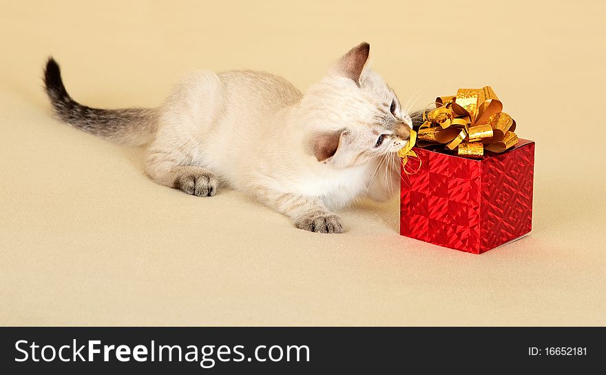 Kitten with gift.