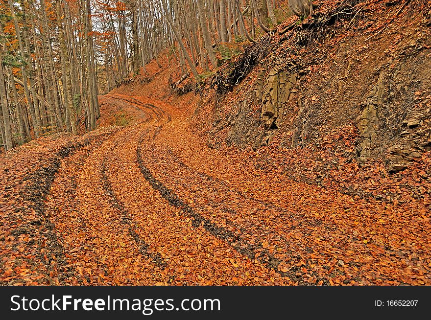 Orange autumn path through wild forest