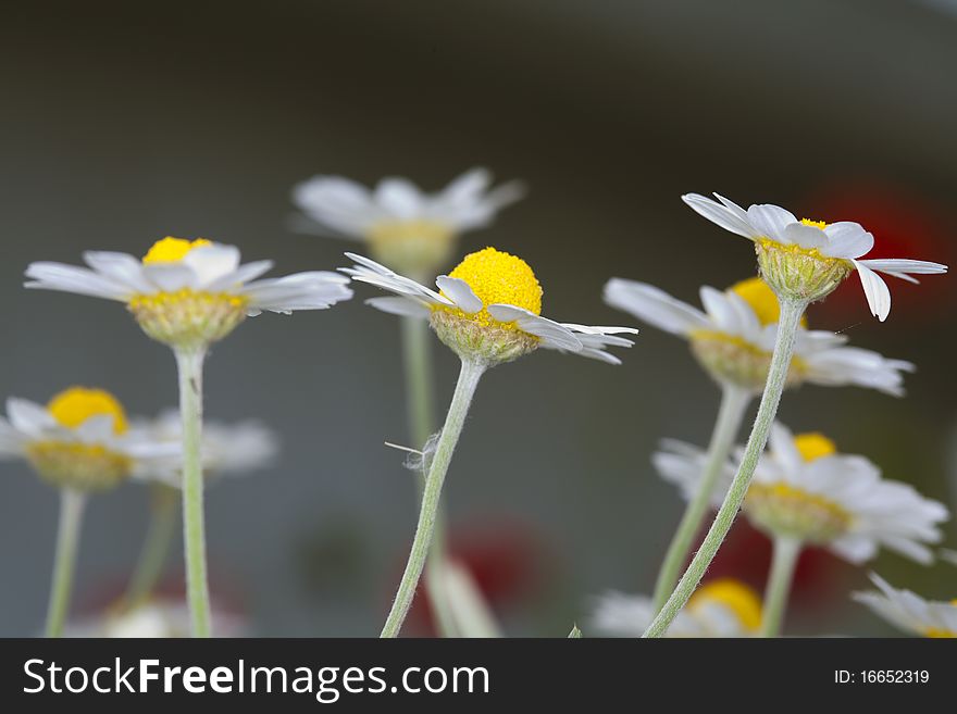 Close-up of white garden chamomiles