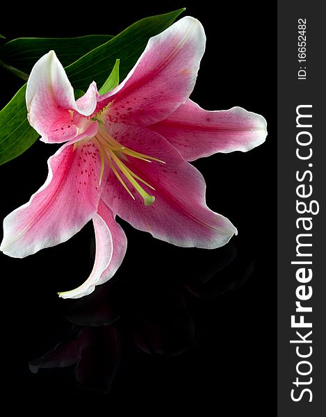 Lily Flower On Blak Background