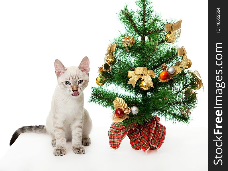 Kitten and artificial Christmas tree.