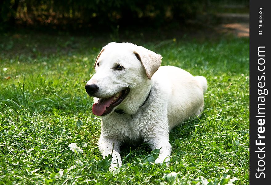 Dog on green grass