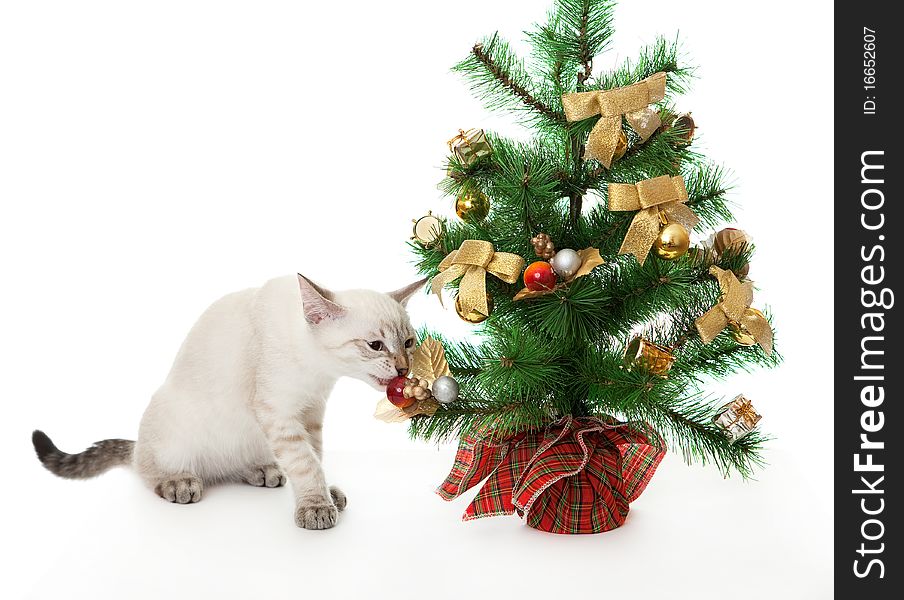 Kitten and artificial Christmas tree.