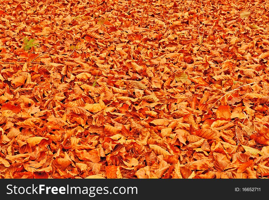 Fallen beach leaves autumn background photo