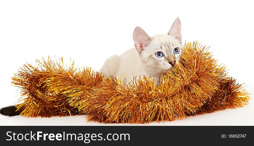 Thai kitten in Christmas tinsel. On the eastern calendar 2011 - the year the cat.