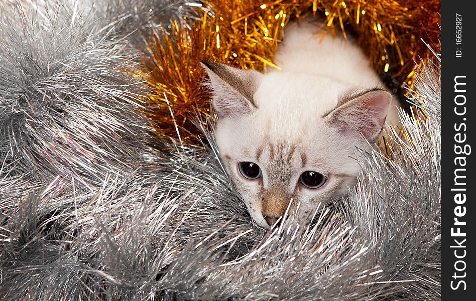 Thai kitten in Christmas tinsel. On the eastern calendar 2011 - the year the cat.