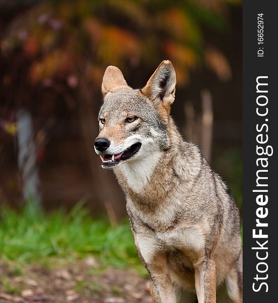 Red Wolf during the fall season